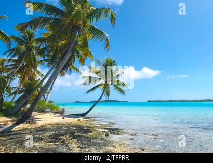 Exotic wild beach with white sand shore, coconut trees, turquoise water. Untouched nature. Beautiful natural landscape. Amazing seascape background. Summer travel, holidays, adventure. Explore world. Stock Photo