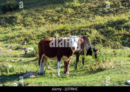 two bulls in a meadow. the bull looks into the camera Stock Photo