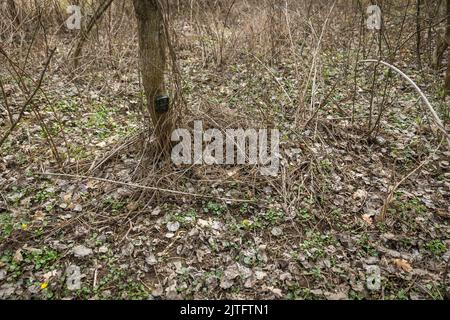 Trail camera installed low above ground for small animal in spring forest. Stock Photo