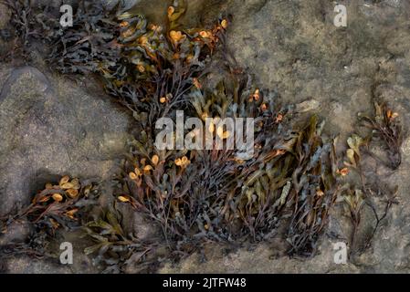 Spiral wrack or Fucus spiralis seaweed Stock Photo