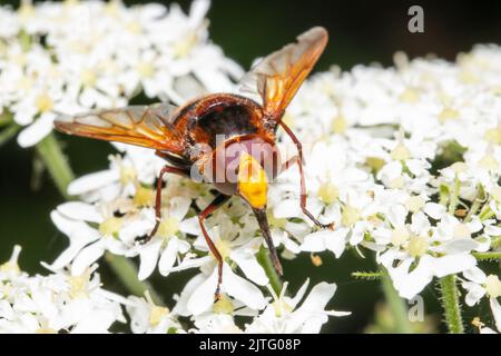 A hornet mimic hoverfly, Volucella zonaria, feeding on white flowers. Stock Photo