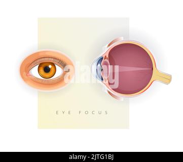 Human Eye Anatomy - Stock Illustration as EPS 10 File Stock Vector ...