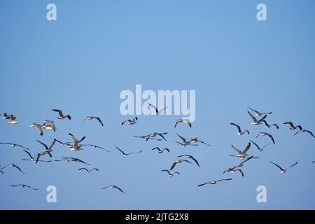 Flock flying seagulls against blue sky Stock Photo