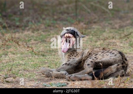 Zambia, South Luangwa National Park. Spotted hyena showing impressive teeth (WILD: Crocuta crocuta) Stock Photo