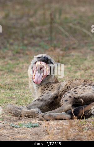 Zambia, South Luangwa National Park. Spotted hyena showing impressive teeth (WILD: Crocuta crocuta) Stock Photo