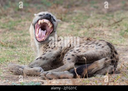 Zambia, South Luangwa National Park. Spotted hyena showing impressive teeth (WILD: Crocuta crocuta) Stock Photo