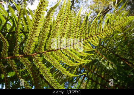 Underside of fern leaf frond, Dryopteris affinis, the scaly male fern or golden-scaled male fern, Galicia, Spain Stock Photo