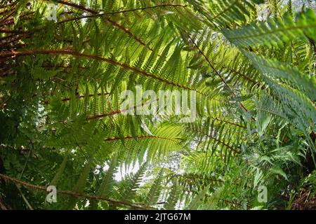 Underside of fern leaves fronds, Dryopteris affinis, the scaly male fern or golden-scaled male fern, Galicia, Spain Stock Photo