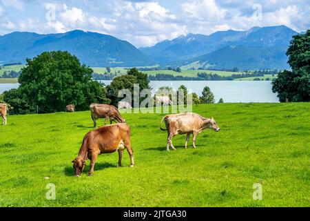 Herd of Cows on the Alm, German Alps Stock Photo