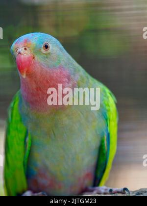 Exquisite superlative male Princess Parrot with spectacular plumage. Stock Photo