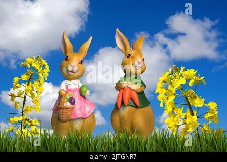 couple of Eastern bunnies with Easter eggs and carrots in a meadow with canola, composing Stock Photo