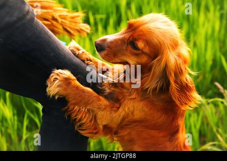 Defocus hand caressing cute homeless dog with sweet looking eyes in summer park. Person hugging adorable orange spaniel dog with funny cute emotions. Stock Photo