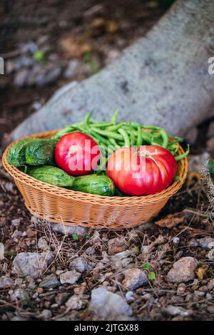 Organic tomatoes, zucchini and green beans in a basket Stock Photo