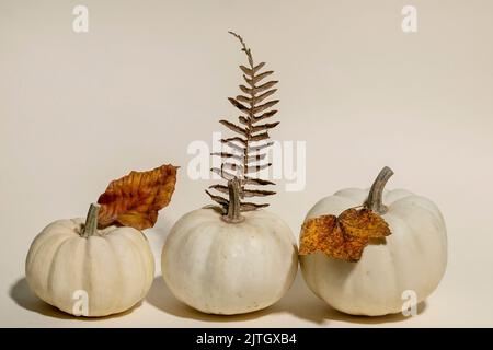 White whole uncooked decorative pumpkins in row with autumn dry leaves over beige background. Autumn minimalist composition. Copy space Stock Photo