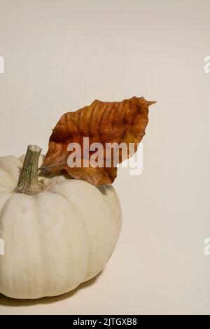 White whole uncooked decorative pumpkin with autumn dry leaves over beige background. Autumn minimalist composition. Copy space Stock Photo