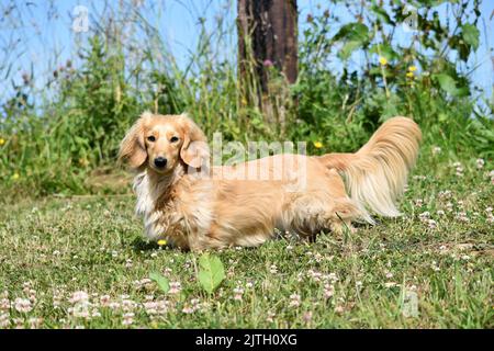 Handsome Longhaired Miniature Dachshund Stock Photo