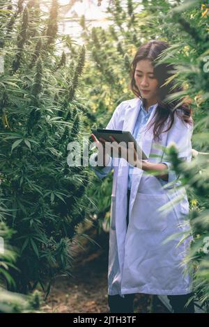 Scientists examine and analyze cannabis plants, sign results with laptops in greenhouses, alternative medicine concepts, herbs, CBD oil, pharmaceutica Stock Photo