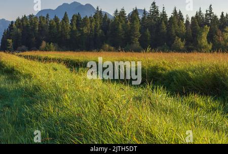 Beautiful natural landscape of meadow with green tree for summer background, Beautiful lanscape of grass field with forest trees in park. Travel photo Stock Photo