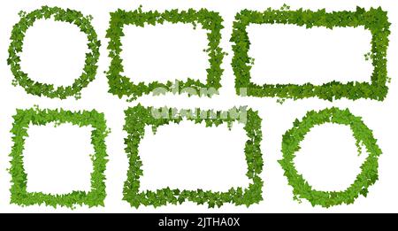 Ivy frames with green leaves on lianas, climbing vines of creeper plant ...