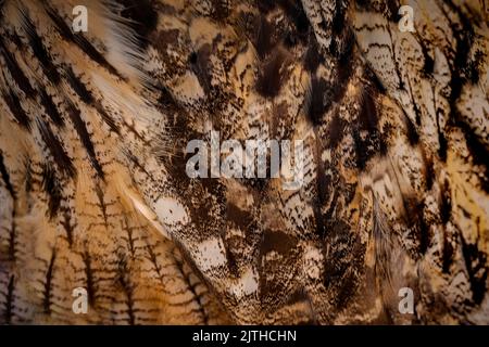 Close up of feathers of Eurasian eagle owl. Texture background. Stock Photo