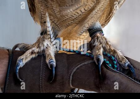 Eurasian eagle owl close up of talons, pearched on glove. Stock Photo