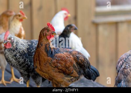 Free range chickens on a German farm in the summer sunshine Stock Photo