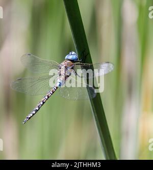 Blue-eyed Darner Resting on Water Grass. Foothills Park, Santa Clara County, California, USA. Stock Photo