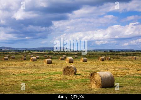 Fields of hay bales and the summer harvest on the Pevensey Levels east Sussex south east England Stock Photo