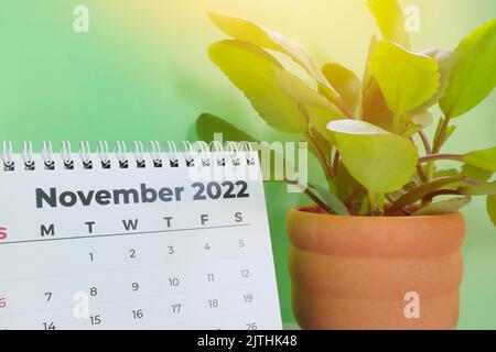 Selective focus of November 2022 desk calendar with ornamental plant and copy space on green background. Stock Photo