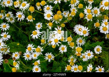 Many blooming chamomile (anthemis arvensis, corn chamomile) in field, closeup. Stock Photo