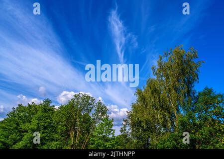 Green tree crown and blue sky with veil cloud in sunny summer day. Stock Photo