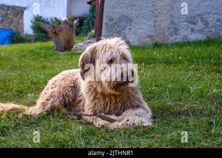 Young (five years old female) cut briard dog lying in garden with stick in paw, relaxes and watches surroundings. Stock Photo
