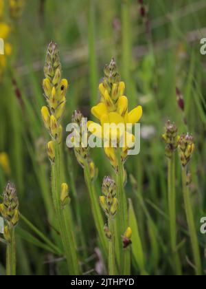 Yellow flowers of the arrow-jointed broom (latin name: Genista sagittalis) in Tara National Park in western Serbia Stock Photo