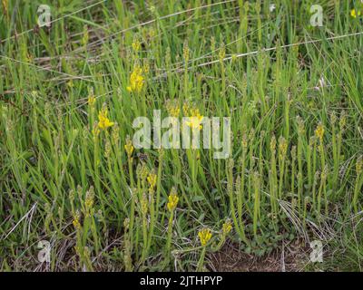 Yellow flowers of the arrow-jointed broom (latin name: Genista sagittalis) in Tara National Park in western Serbia Stock Photo