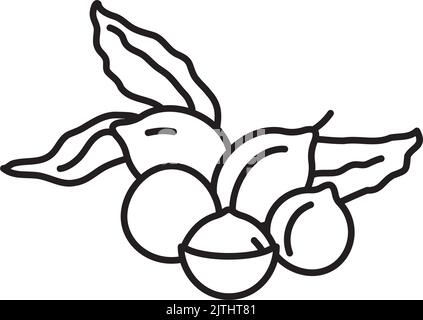 Macadamia nuts with leaves line icon vector illustration Stock Vector