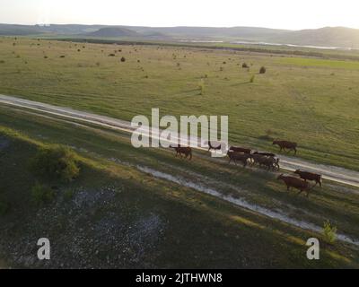 AERIAL: Flying over a small herd of cattle cows walking uniformly down farm road on the hill. Black, brown and spotted cows. Top down view of the Stock Photo