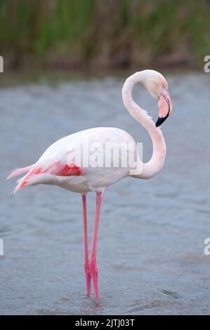 Greater Flamingo (Phoenicopterus roseus), Saintes Maries de la mer, Camargue, France Stock Photo