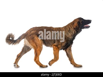 puppy Leonberger in front of white background Stock Photo