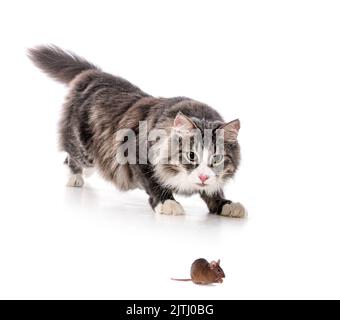 Norwegian Forest cat and mouse in front of white background Stock Photo