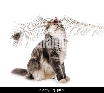 Norwegian Forest cat in front of white background Stock Photo