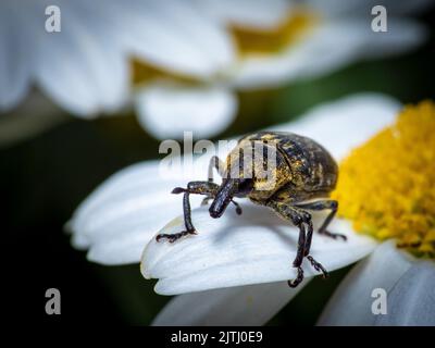 A macro shot of a snout beetle (Curculionidae) on a camomile Stock Photo
