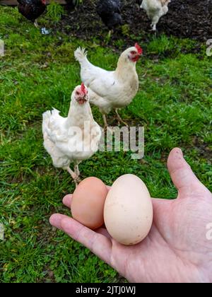 Two freshly laid eggs from free-range chickens on a farm. Stock Photo