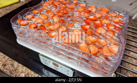 Strawberries sliced and placed onto trays to be dehydrated for long-term storage. Stock Photo