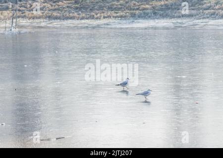 Danube Island Sodros near Novi Sad, Serbia. Landscape with snow covered trees and frozen water. A pair of river gulls on frozen water. Stock Photo