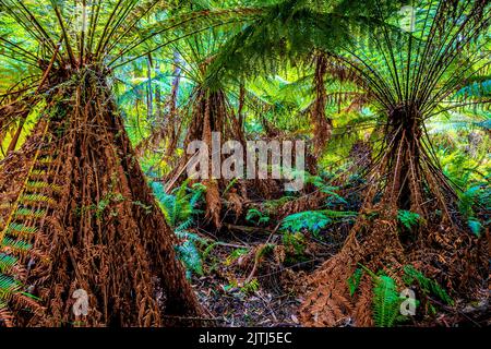 Ancient Tree Ferns Forest. Dandenong Ranges National Park, Victoria, Australia. Stock Photo