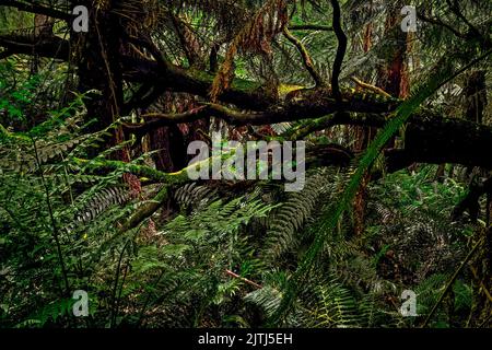 Ancient Tree Ferns Forest. Dandenong Ranges National Park, Victoria, Australia. Stock Photo