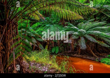 Ancient Tree Ferns Forest. Dandenong Ranges National Park, Victoria, Australia. Stock Photo