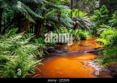 Ancient Tree Ferns Forest. Dandenong Ranges National Park, Victoria, Australia. Stock Photo