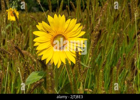 Sunflower in the field of foxtail grass Stock Photo