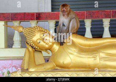 Gold Buddha statue and monkey, Khao Takiab Temple, Hua Hin, Thailand Stock Photo